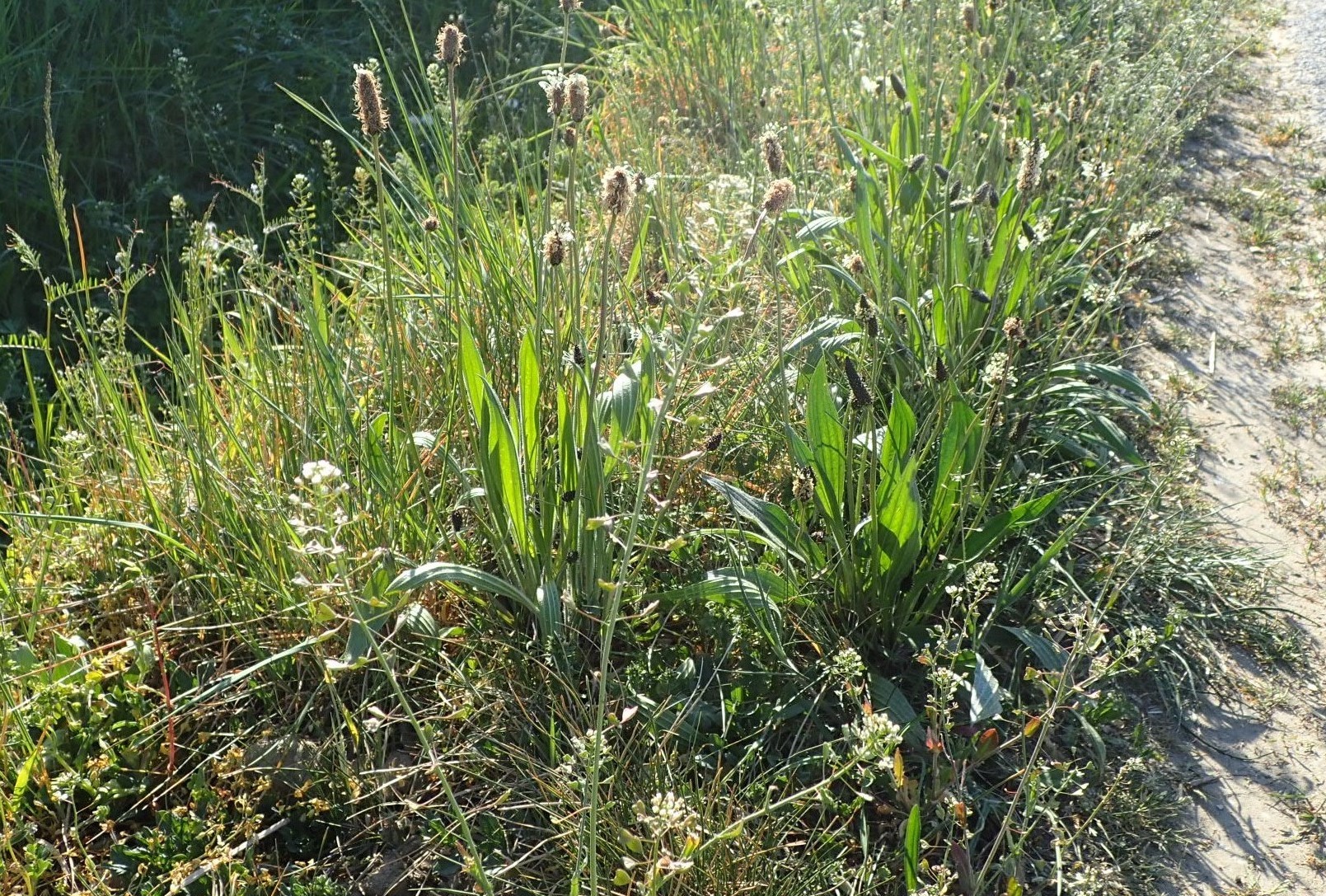 Annexe P4110056 2.jpg