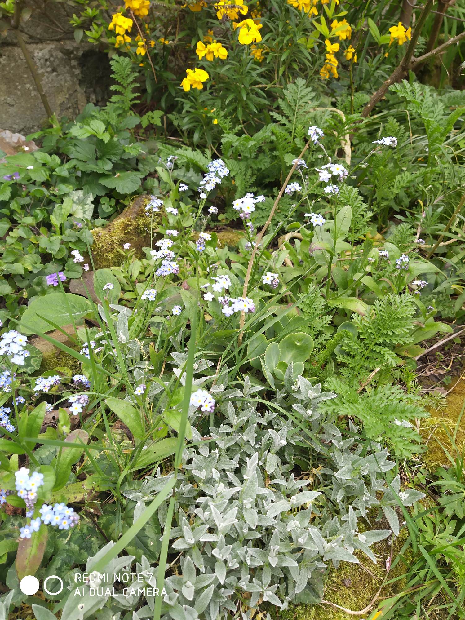Annexe au fond de mon jardin avril 2020.jpg