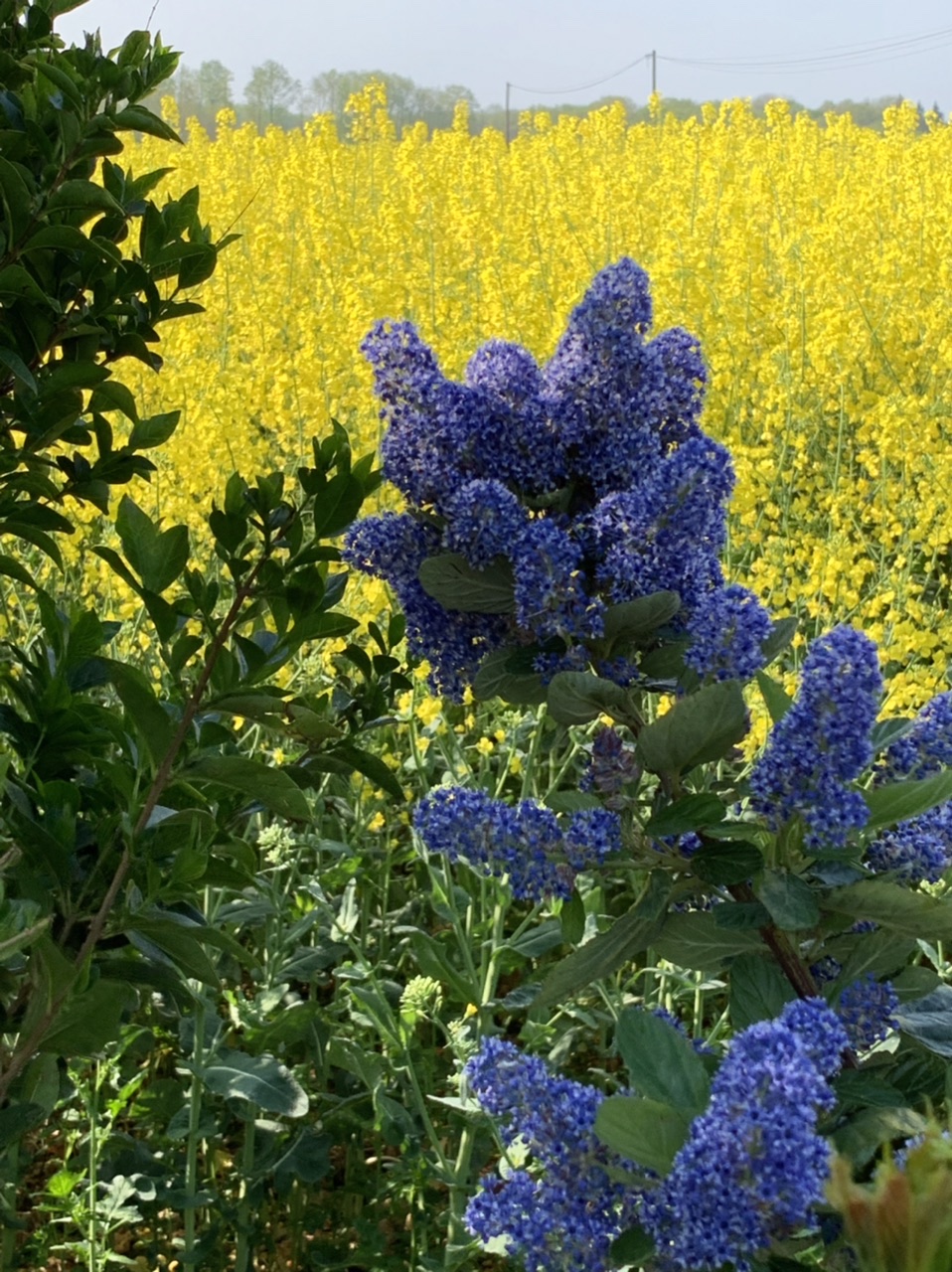 Annexe 03569EE3-79EA-46F6-8D1D-BFB0FAB9BA72.jpeg