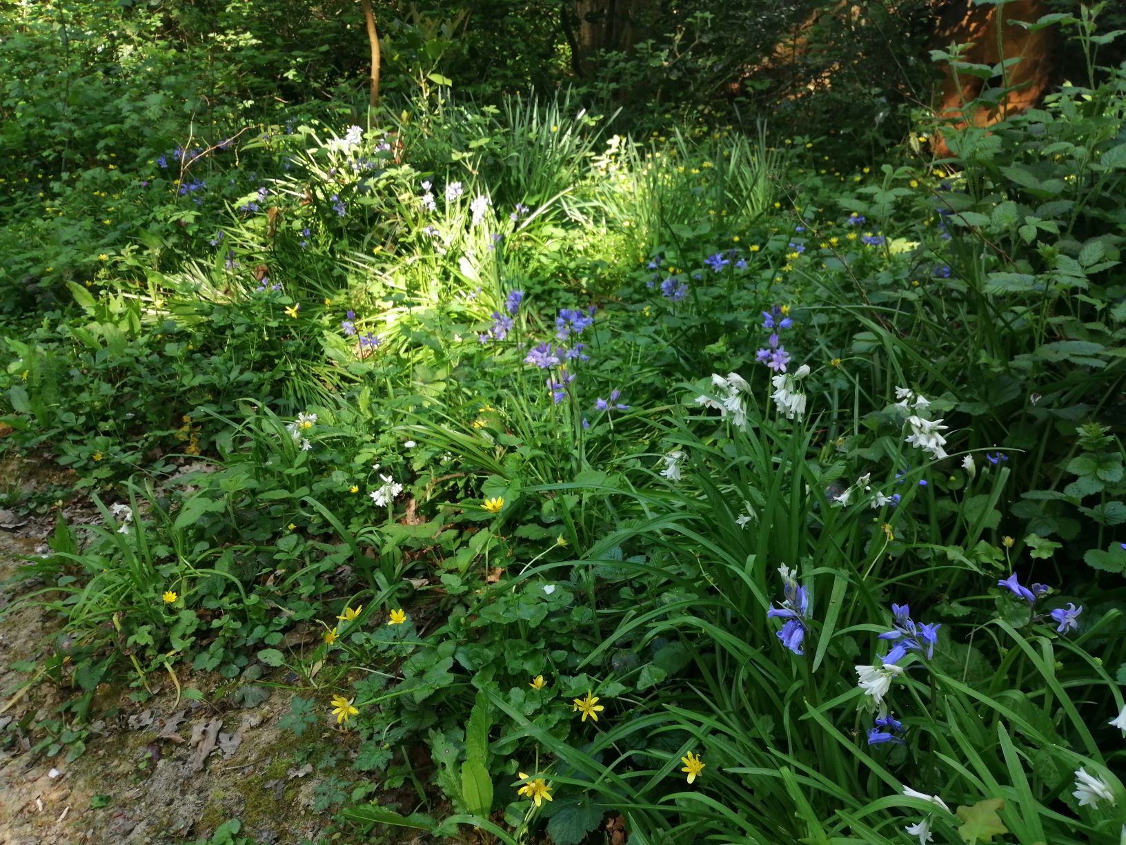 Annexe Biodiversite_ou_te_caches_tu.jpg