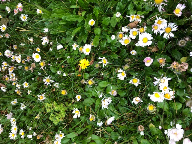 Annexe paquerettes et autres plantes.jpg