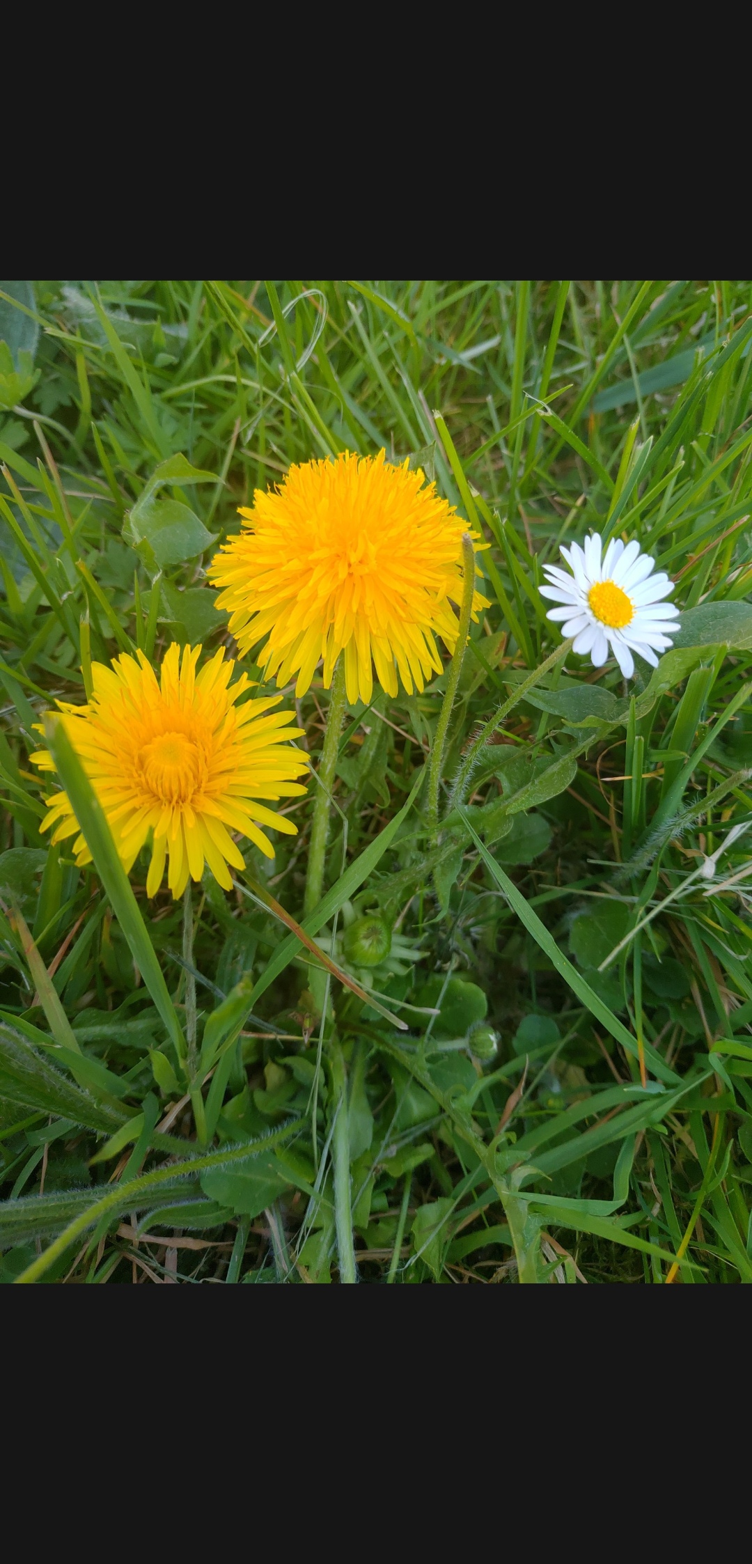 Annexe Screenshot_20200413-183236432.jpg