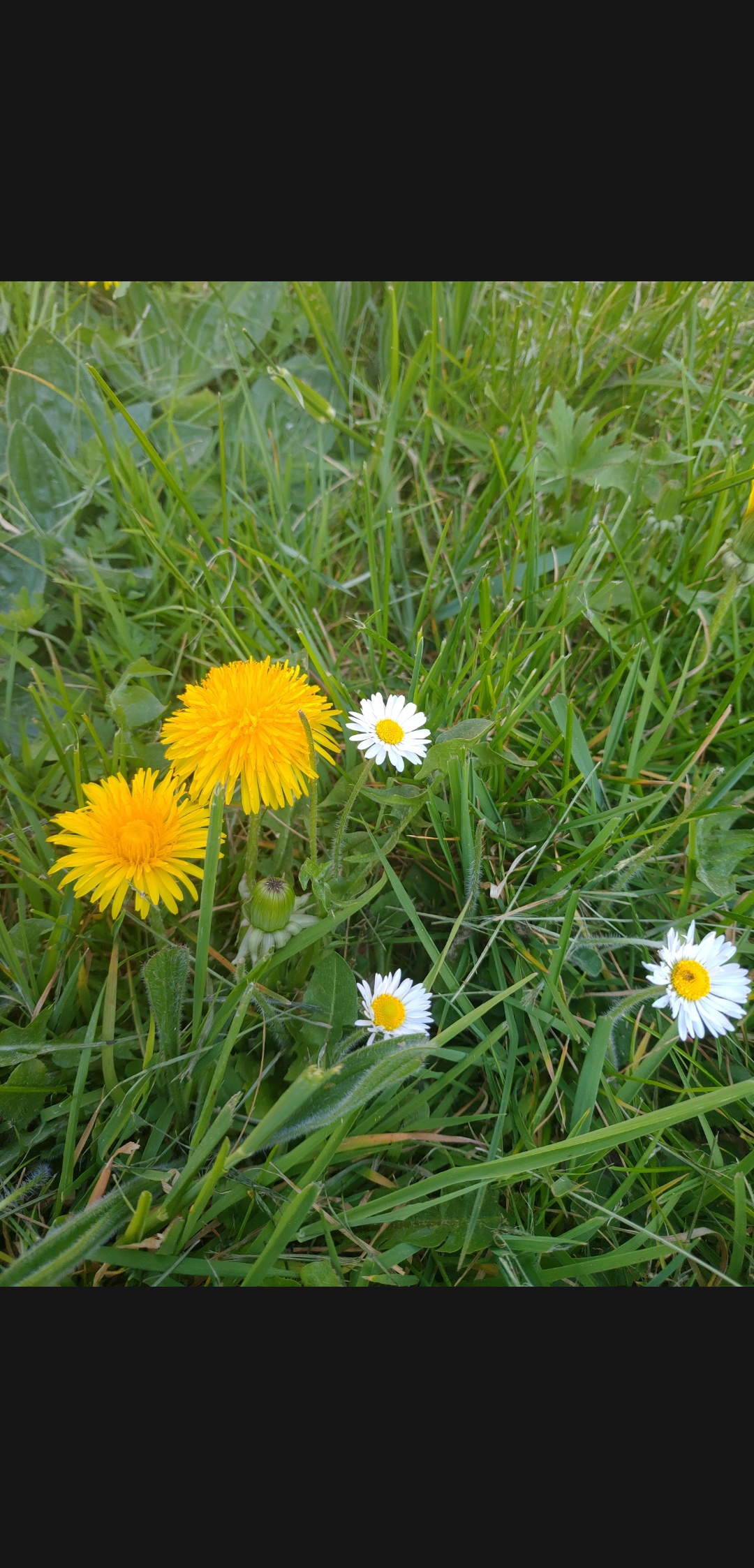 Annexe Screenshot_20200413-183717570.jpg