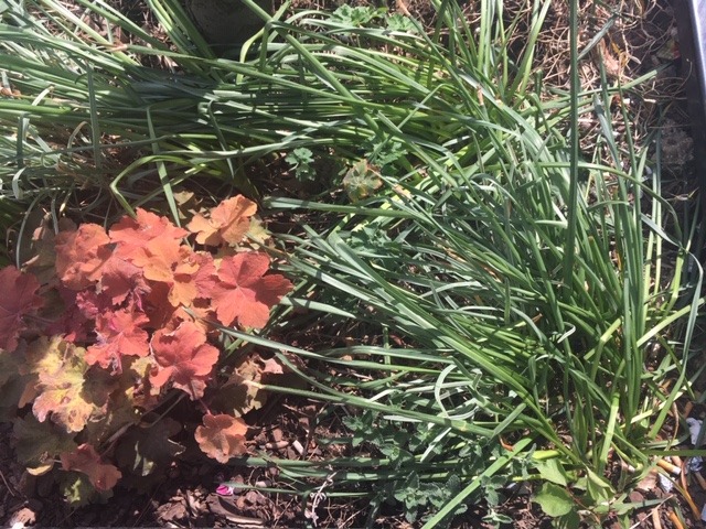 Annexe Courbevoie Biodiversite.JPG