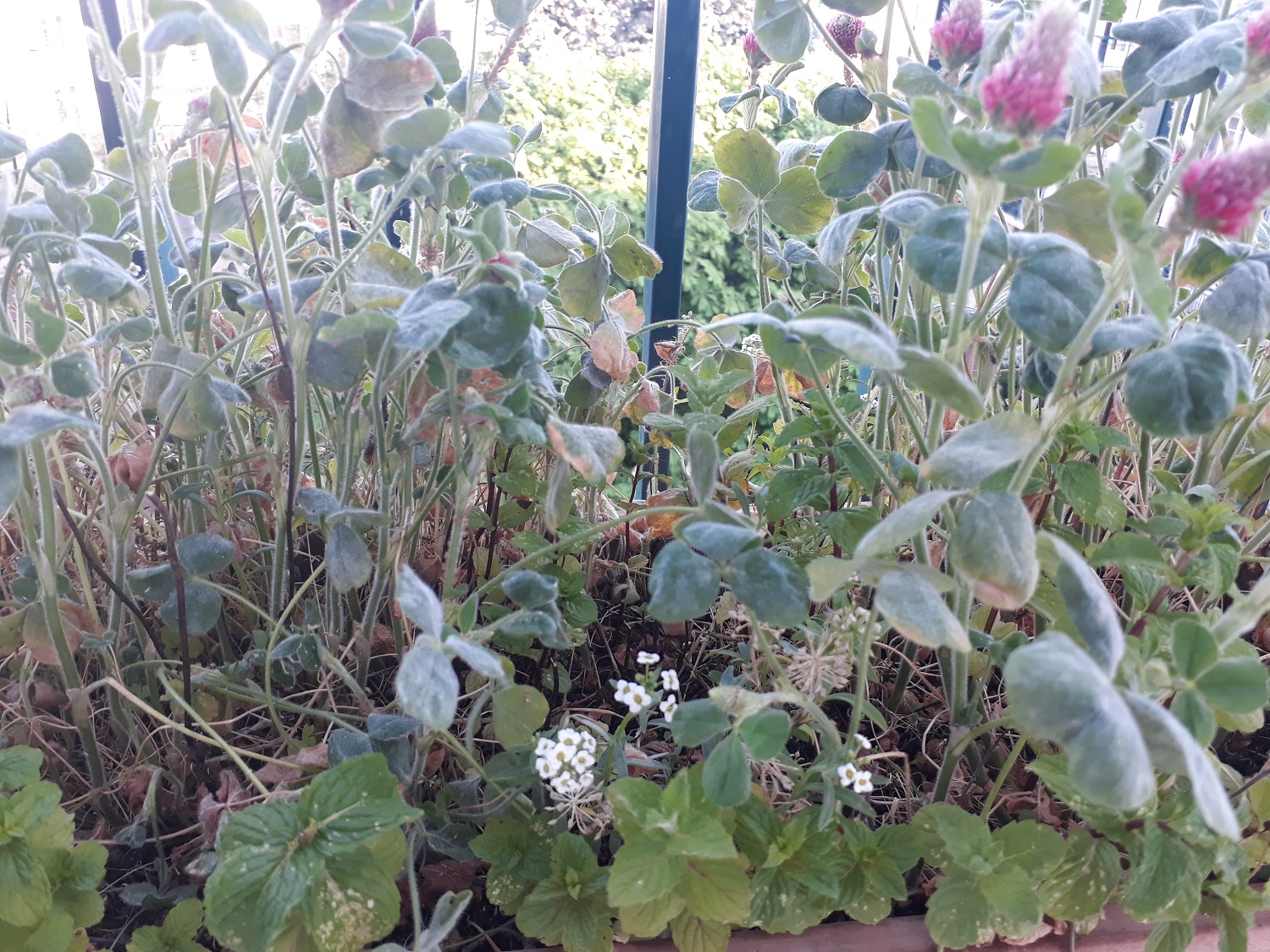 Annexe 20200413_190937.jpg