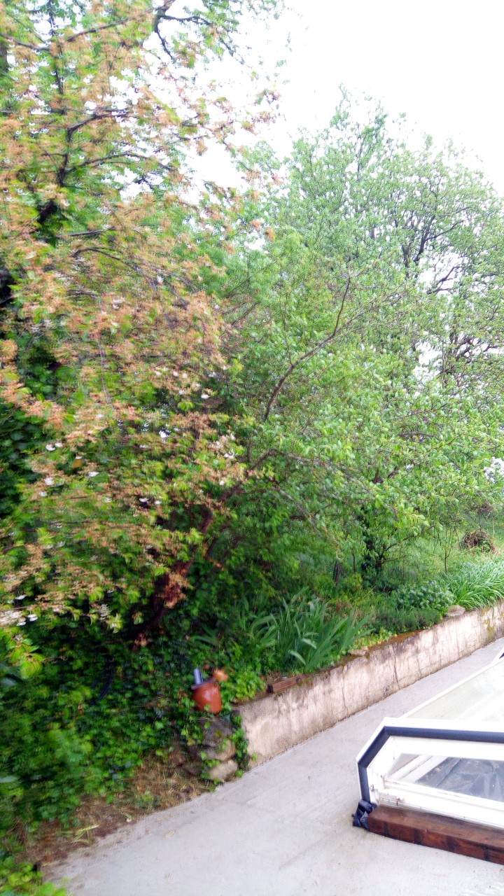 Annexe thumbnail_P_20200413_185115.jpg