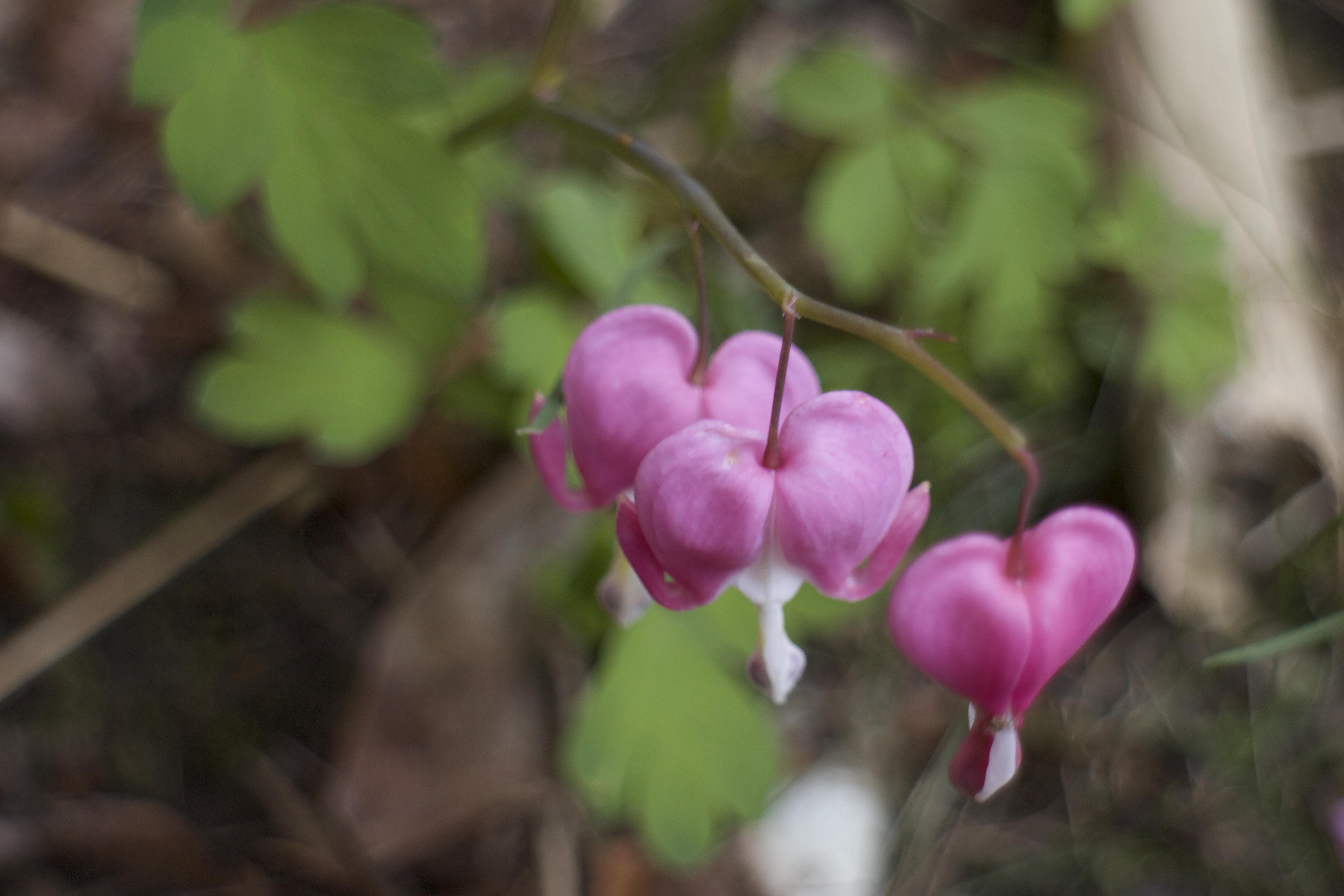 Annexe Fleurs vue oblique.jpg