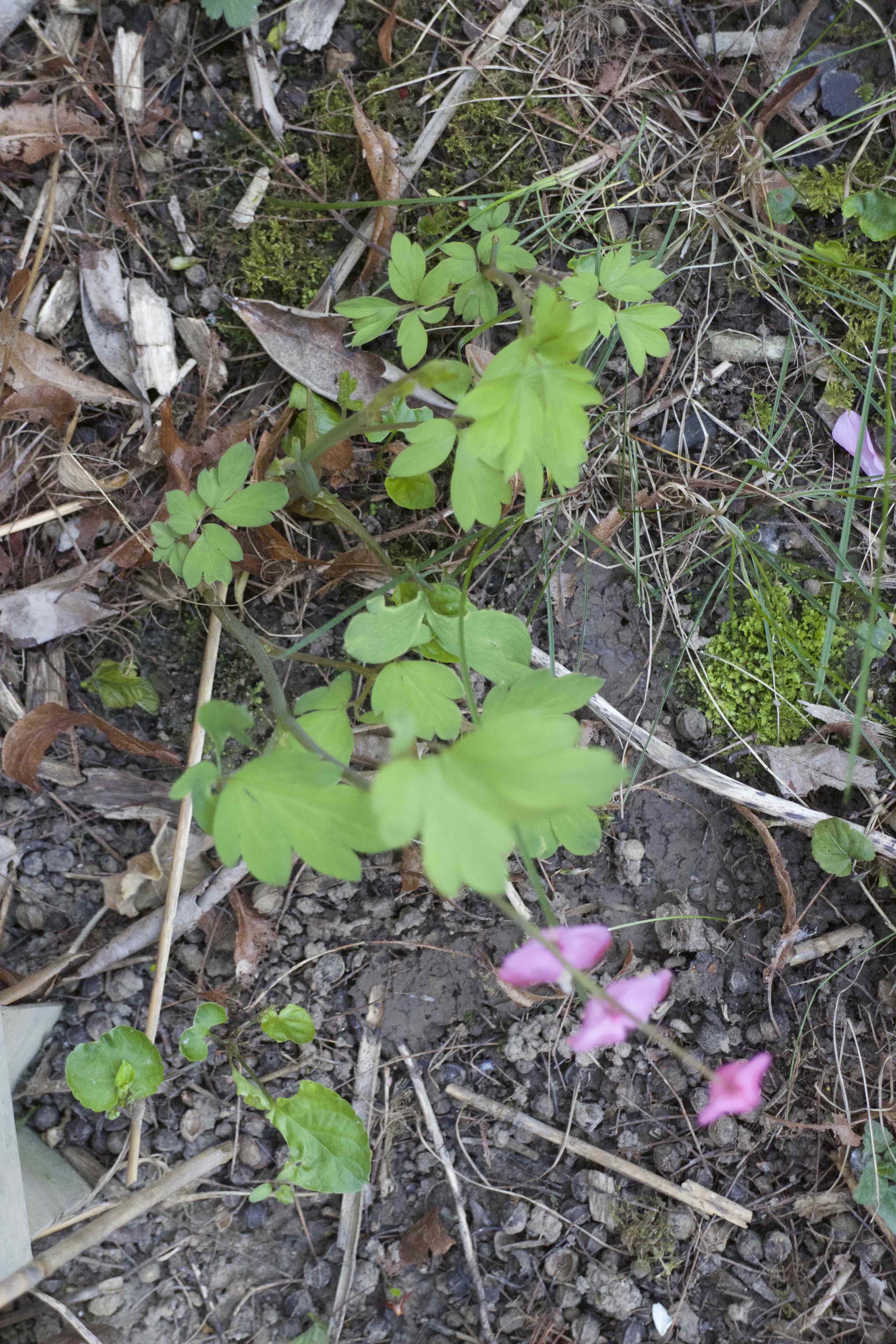 Annexe Vue densemble.jpg