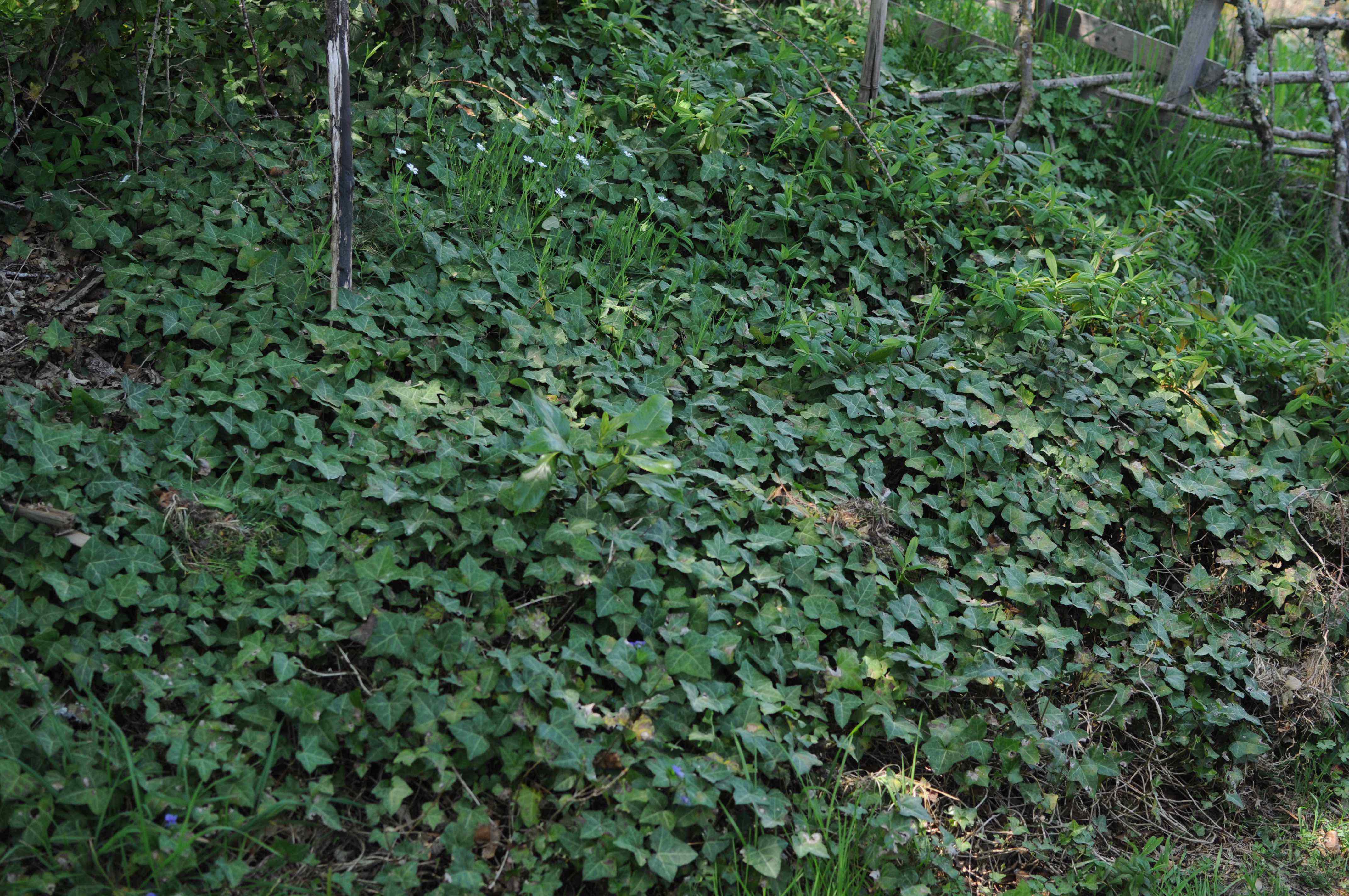 Annexe Biodiversté 12 Mars 2020.jpg