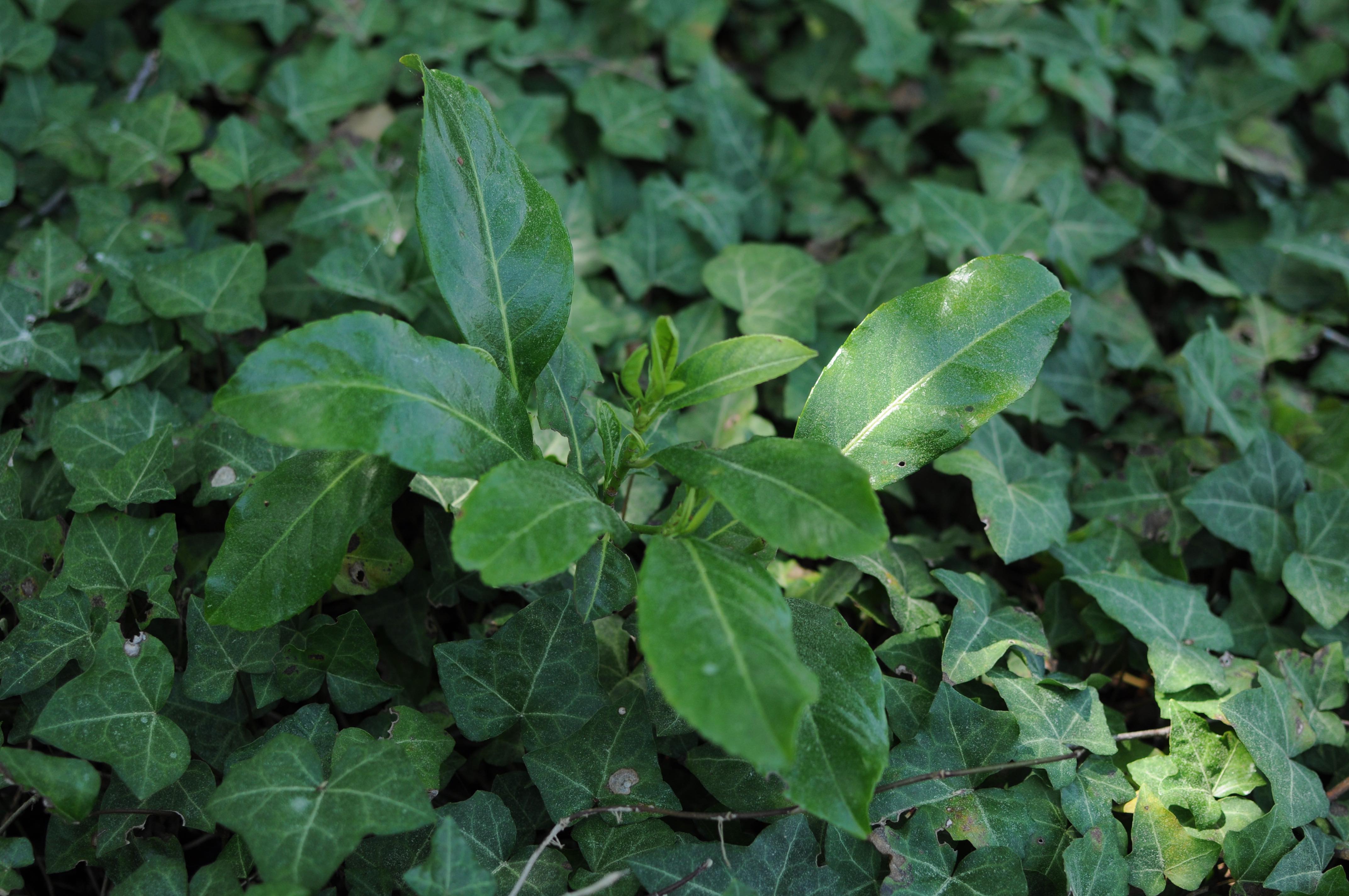 Annexe Laurier Palme en premier plan peu visible.jpg
