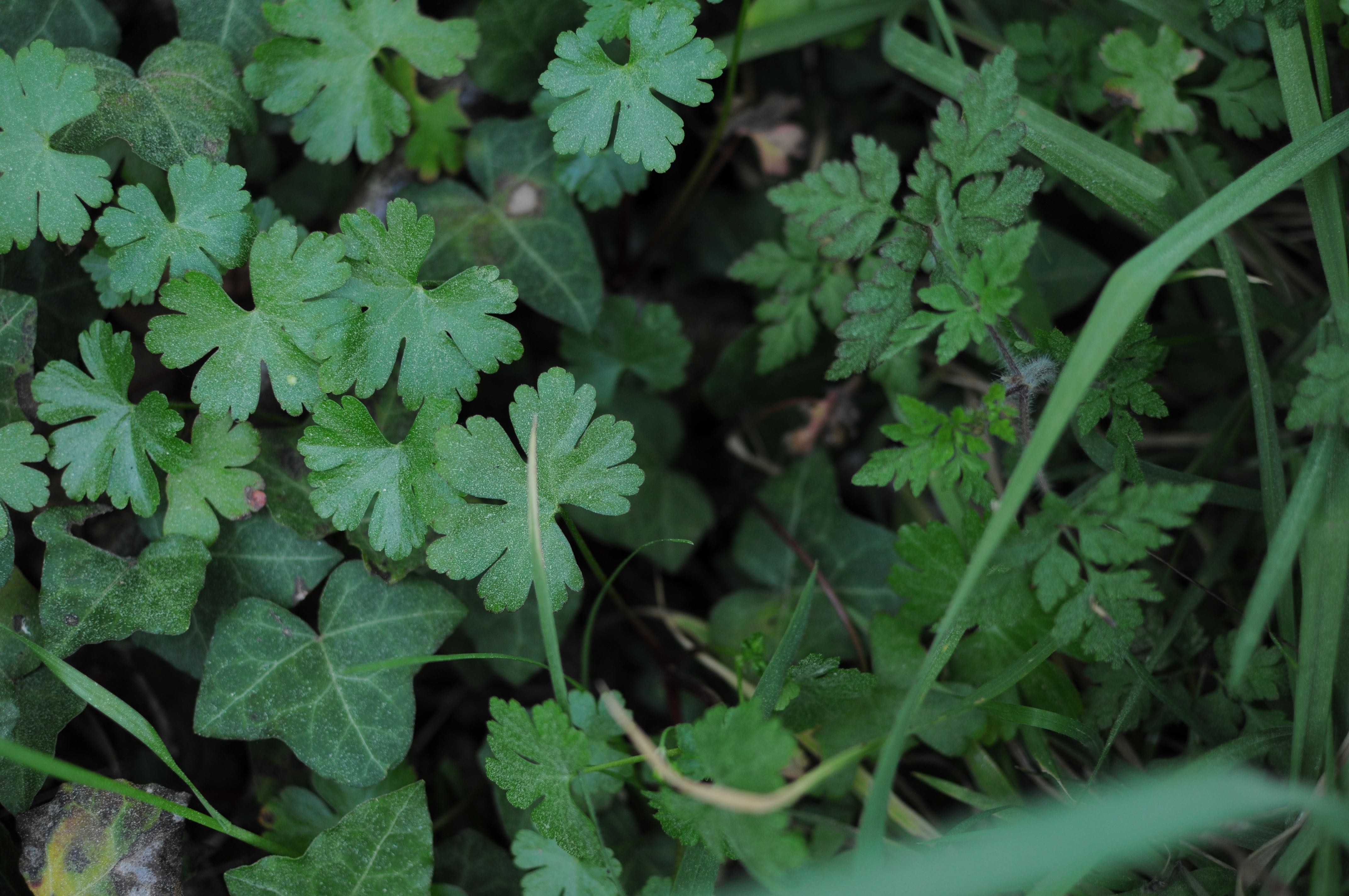 Annexe Les géraniums en arrière plan.jpg