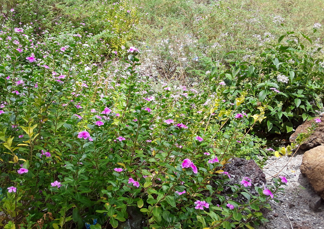 Annexe Biodiversité .jpg