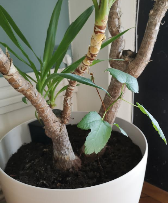 Annexe biodiversité 1.png