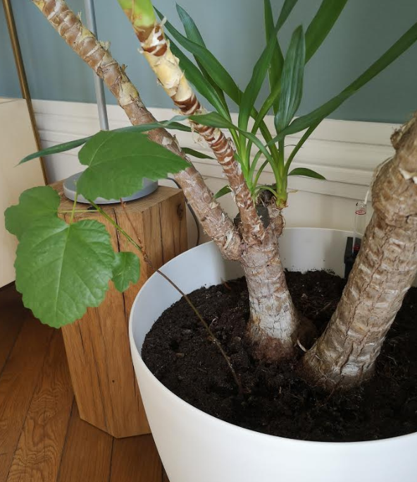 Annexe biodiversité 2.png