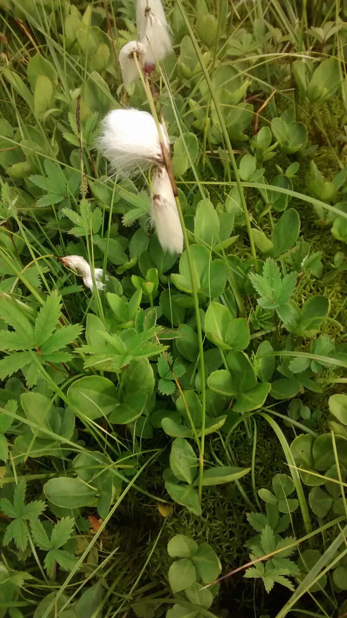 Annexe Biodiversité où te caches-tu - Islande.jpg