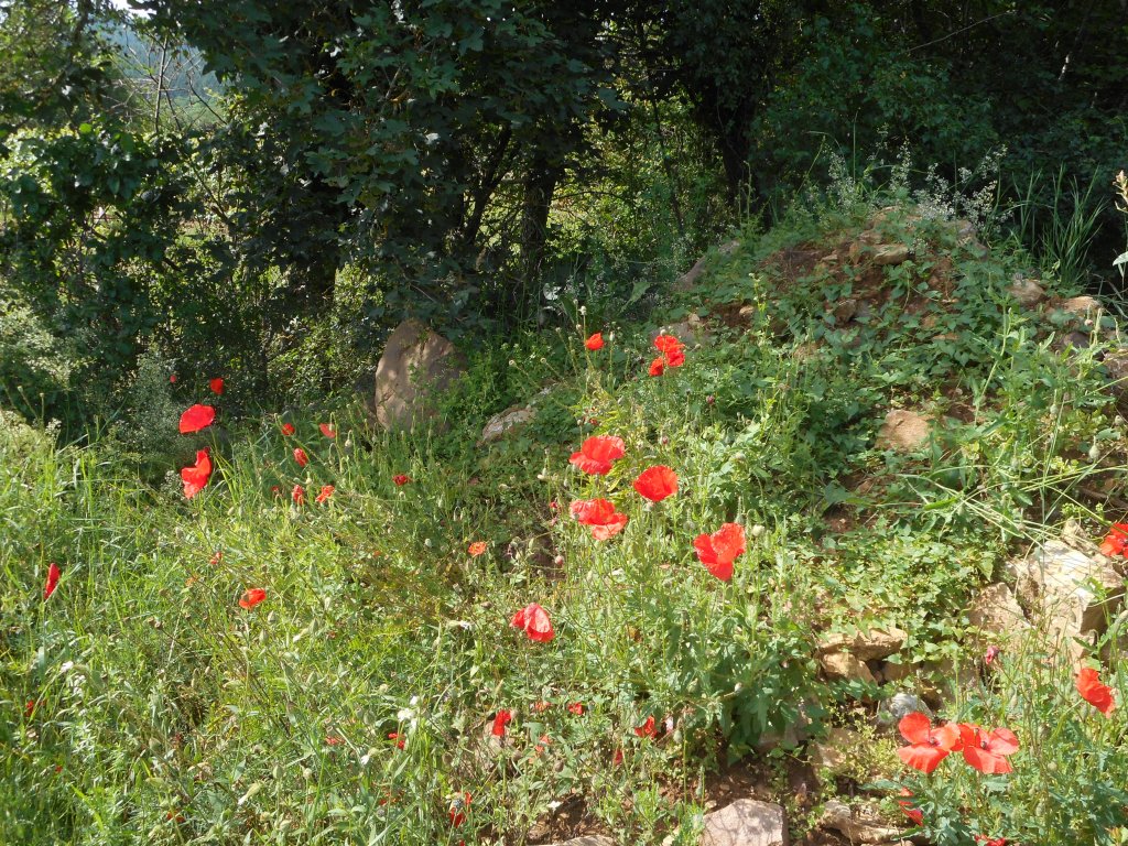 Annexe 13 Coquelicots (Papaver rhocas).jpg
