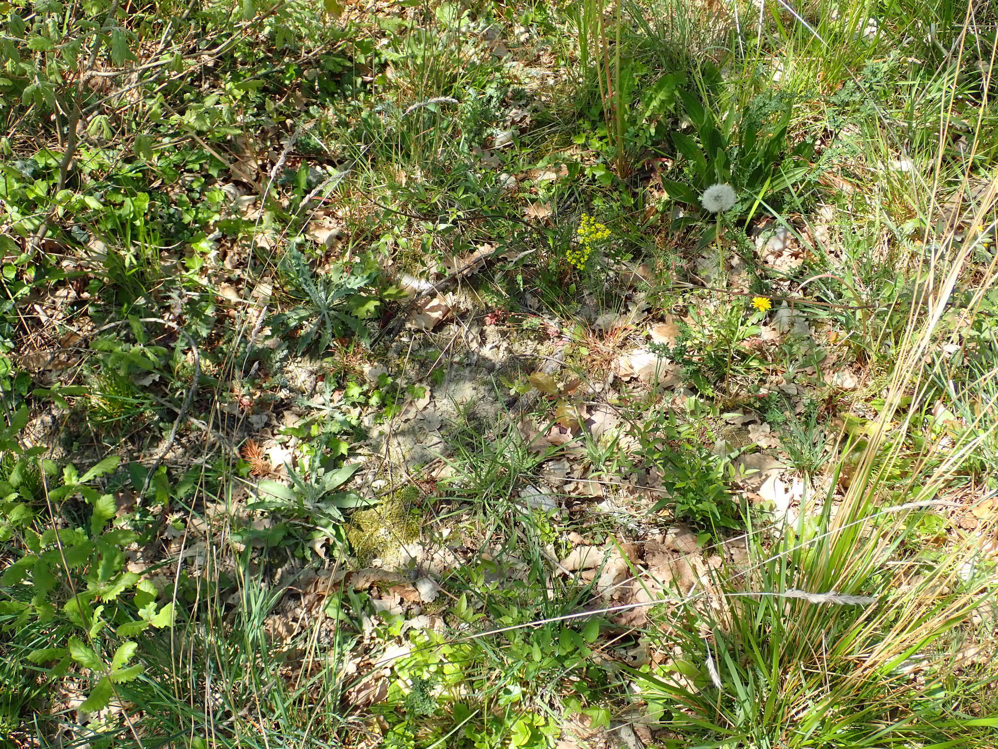 Annexe biodiversite_1.jpeg