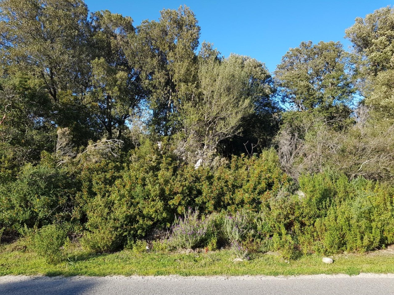 Annexe milieu_corse_travo_Elodie Betard.jpg