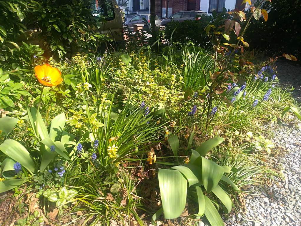 Annexe jardinet allégé.jpg