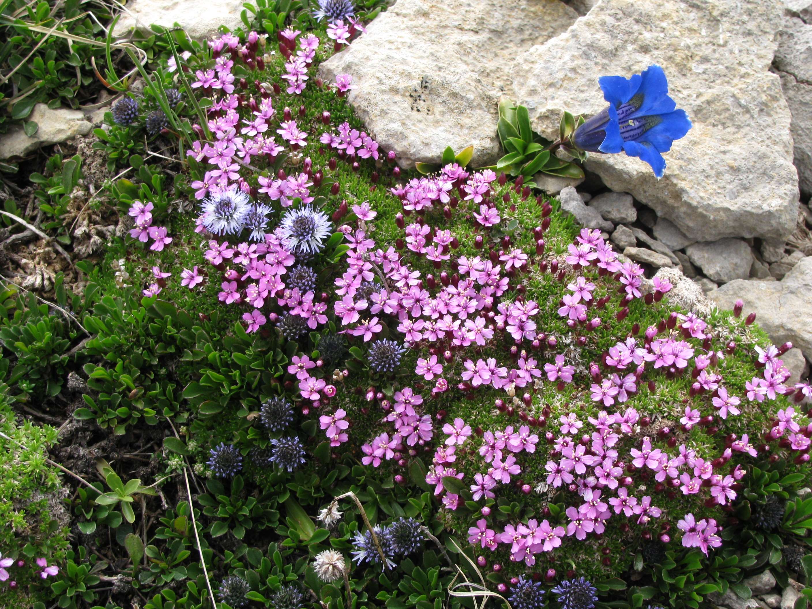 Annexe Parterre fleuri.jpg