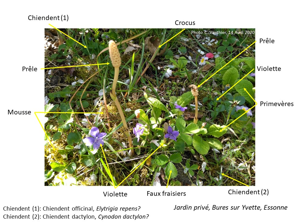 Annexe Activités sem 1 activ biodisversité.jpg