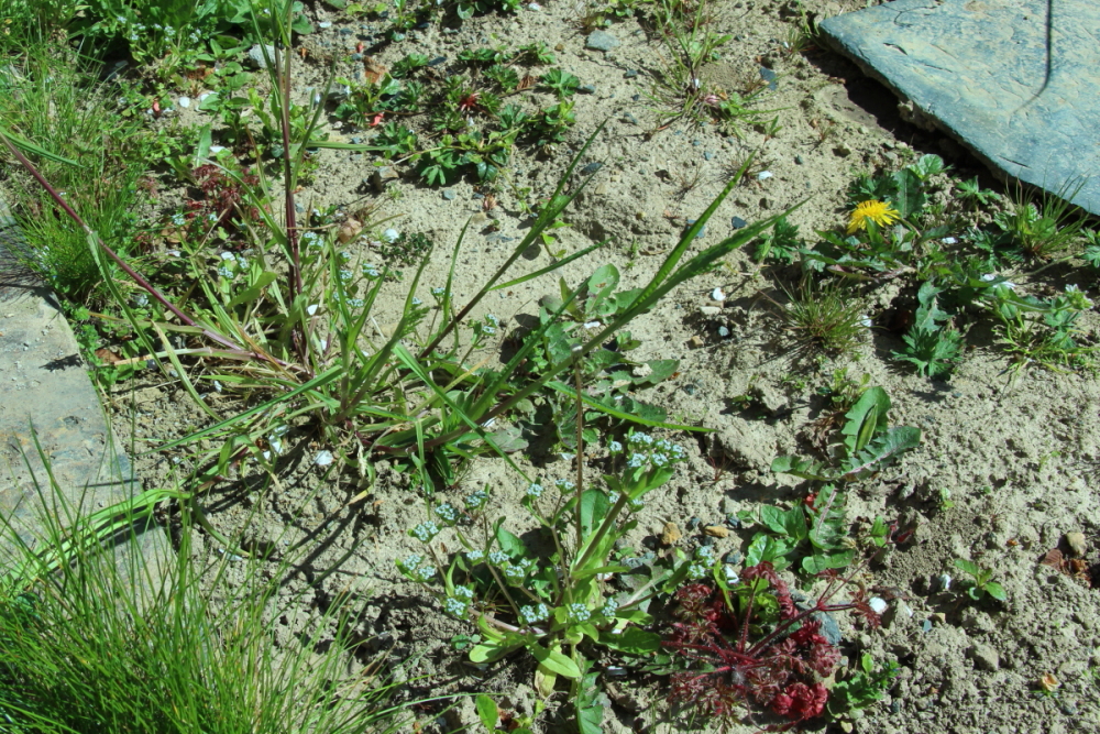 Annexe grande diversité sur 3m2 .JPG