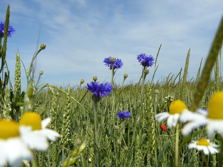Annexe Fleurs dans un champs de blé.jpg