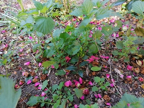 Annexe biodiversité.jpg