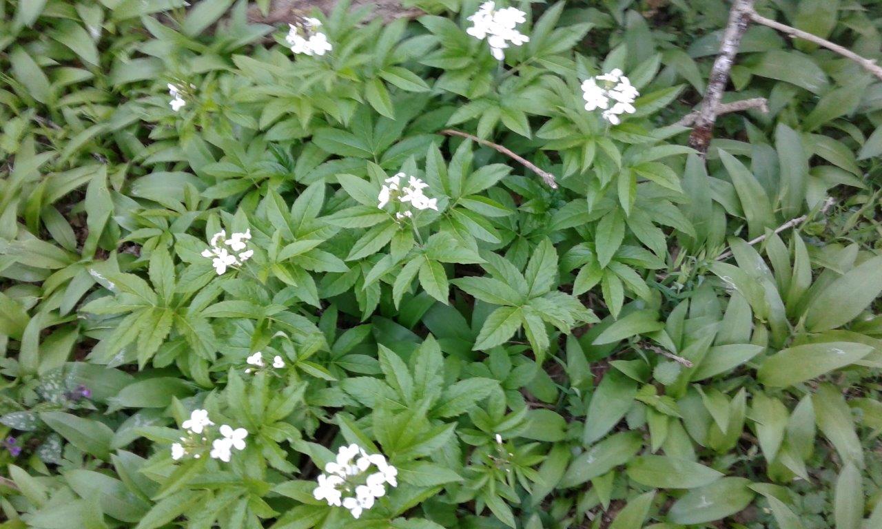 Annexe 20170407_193333.jpg