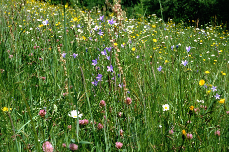 Annexe Frischwiese_bunt1.png