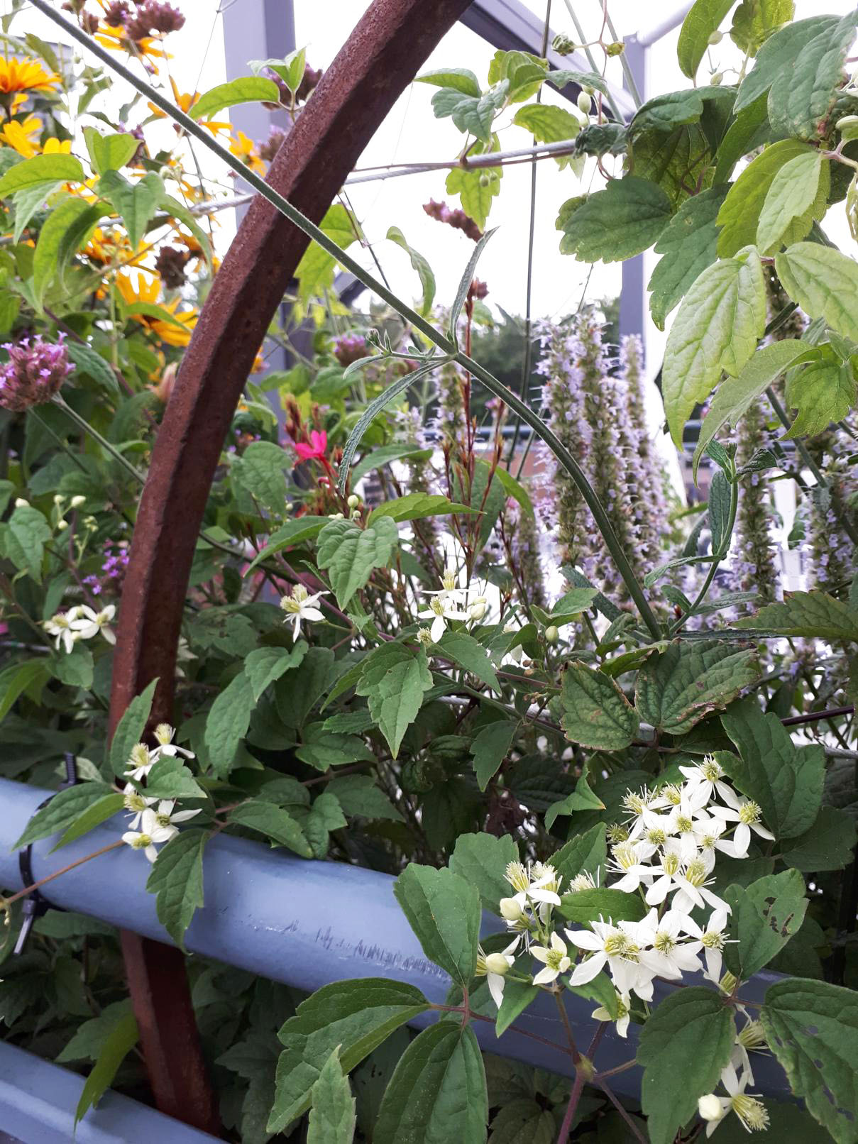 Annexe 2018-08-15 18.33.11-1209x1612.jpg