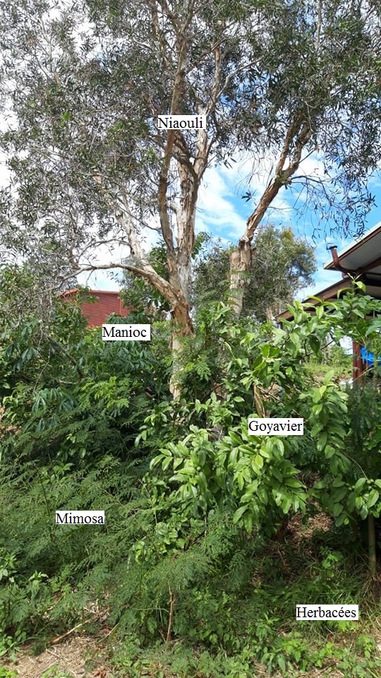 Annexe Biodiversité jardin.jpg