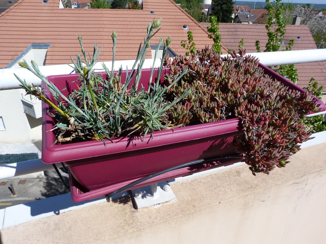 Annexe P1080060b.jpg