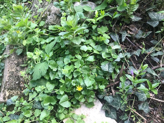 Annexe Biodiversité 2.jpg