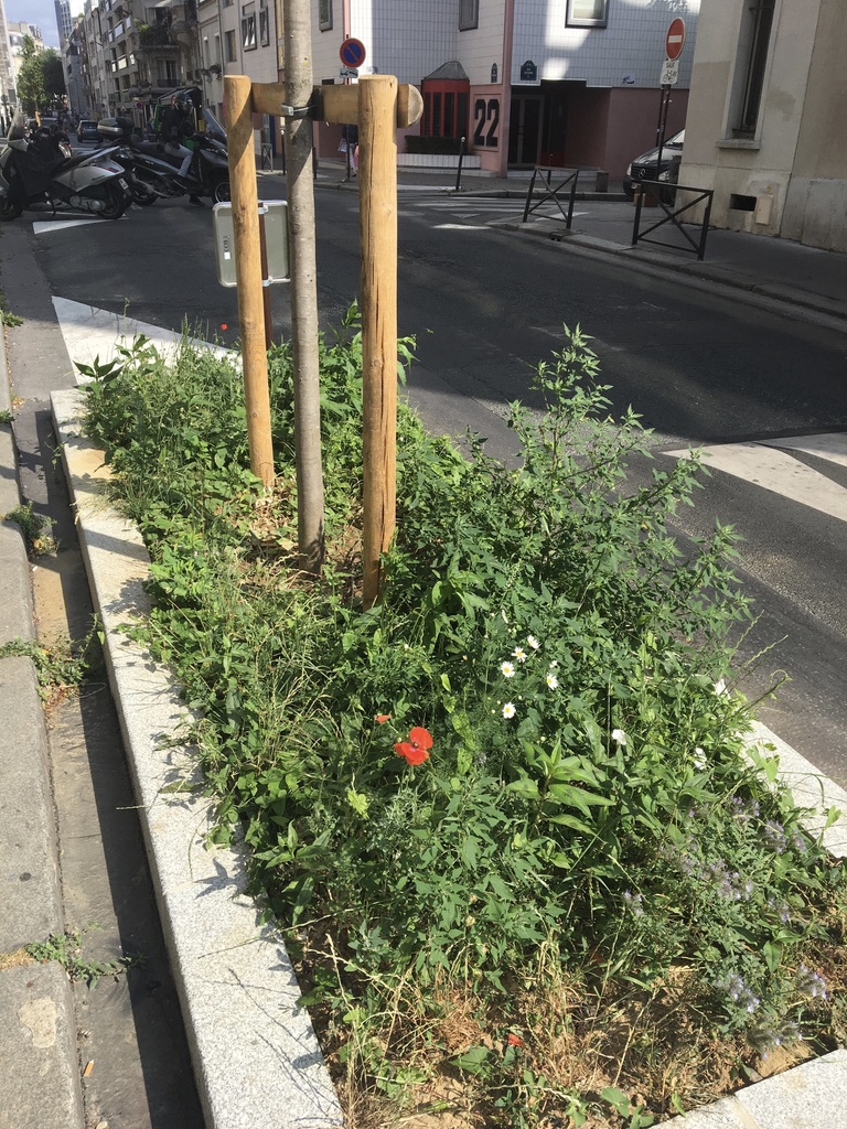 Annexe Pied darbre.jpg