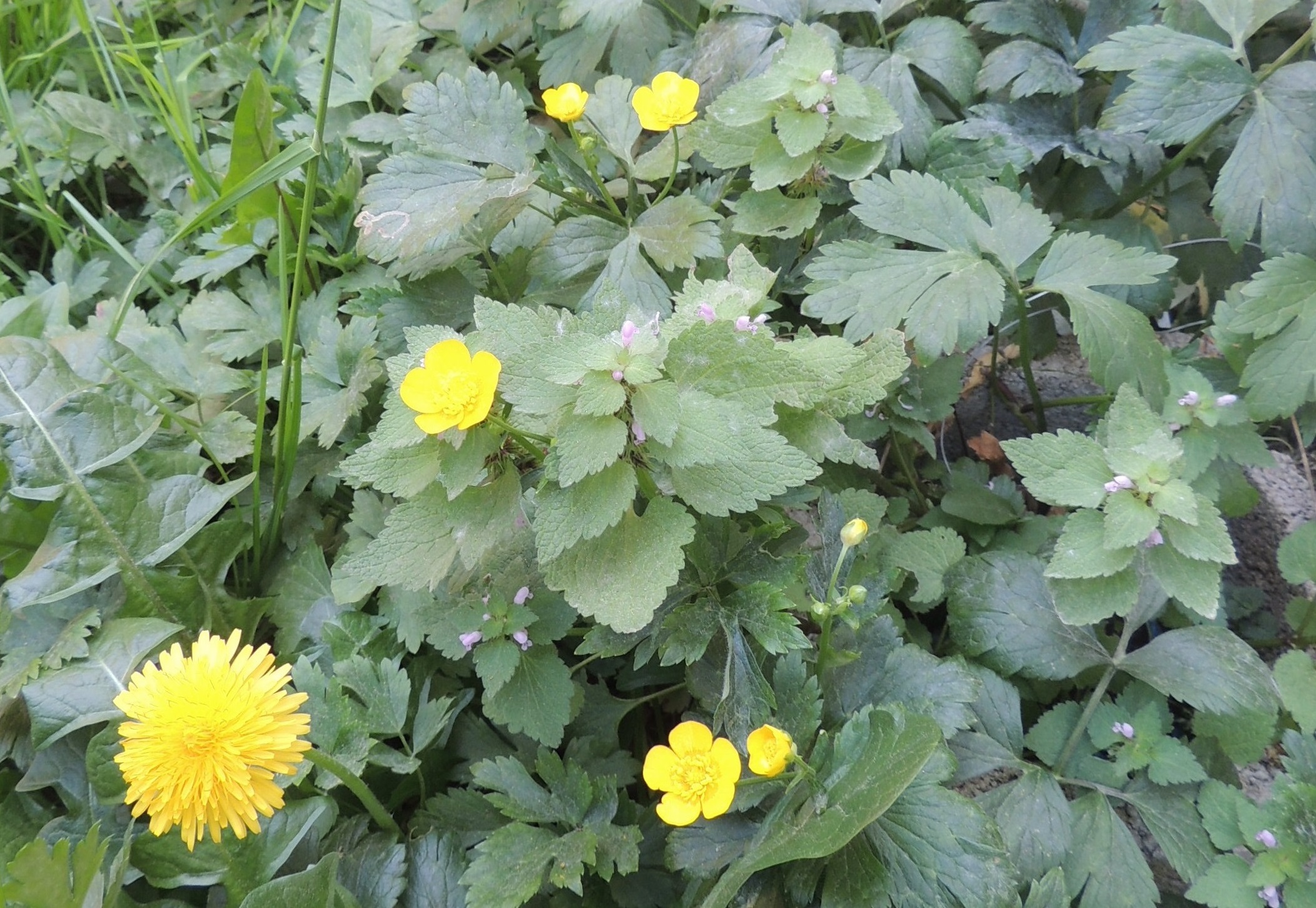 Annexe biodiversité.JPG