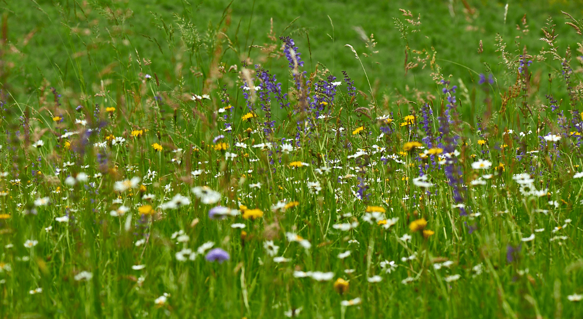 Annexe Prairie-min.png