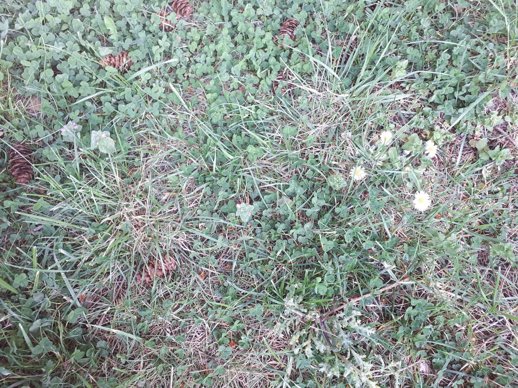 Annexe violettes et marguerites.jpg