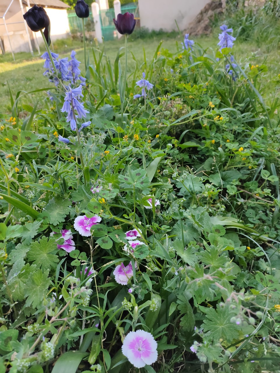 Annexe fleurs du jardin 2.jpg