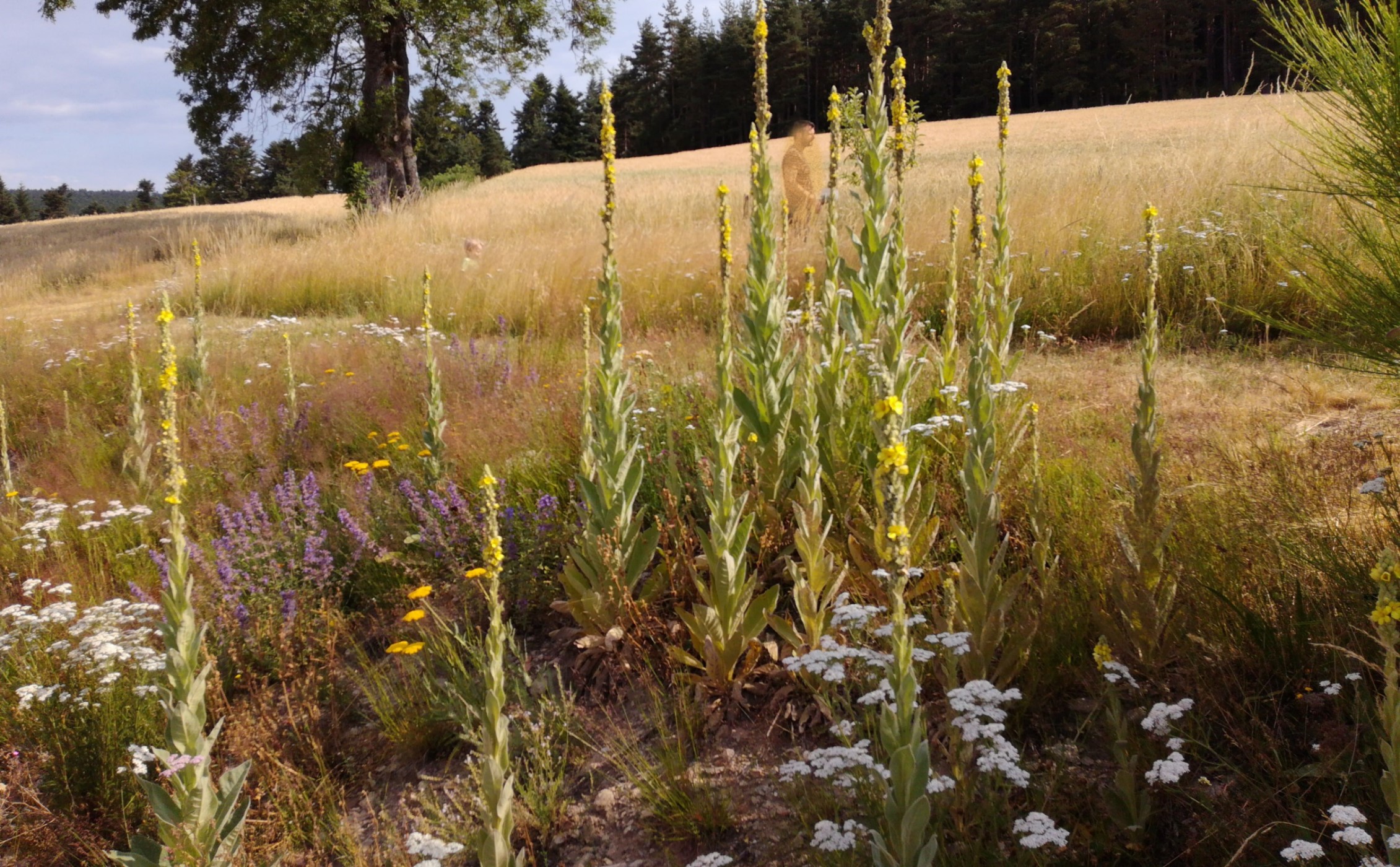 Annexe IMG_20190720_102355 (1).jpg