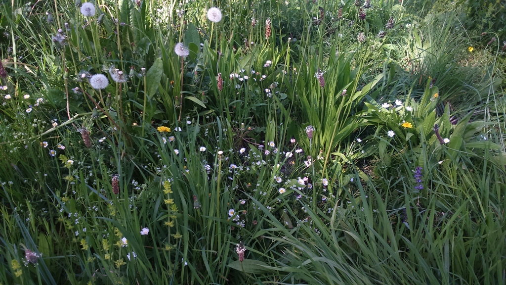 Annexe pissenlit mouron.JPG