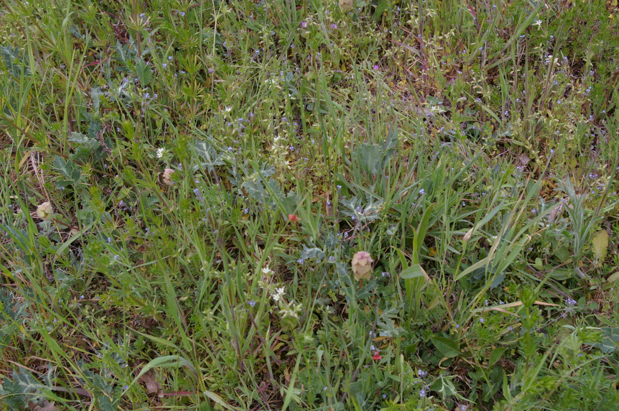 Annexe biodiversité prairie.JPG
