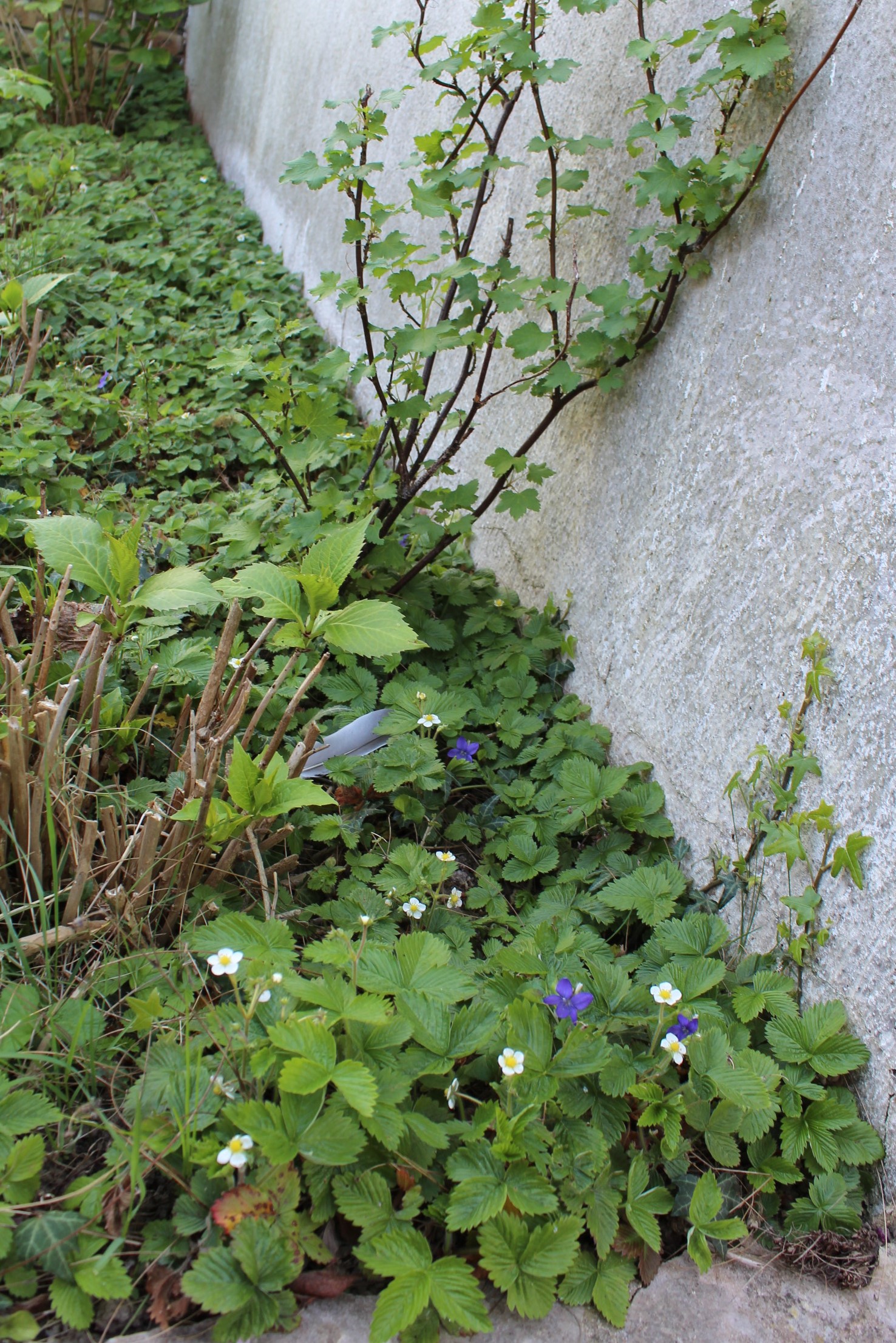 Annexe IMG_27742.jpg