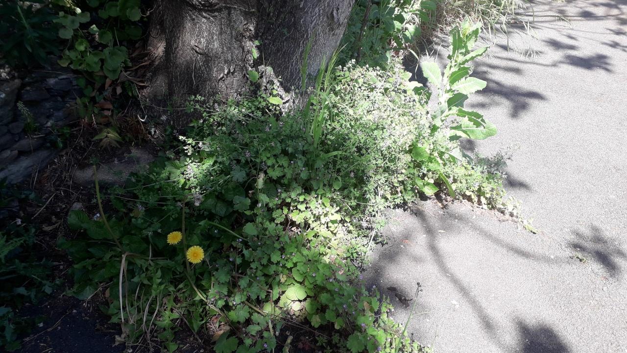 Annexe thumbnail.jpeg