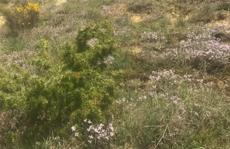 Annexe biodiversité.png