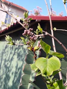 Annexe Arbre sauvage inconnu .jpg