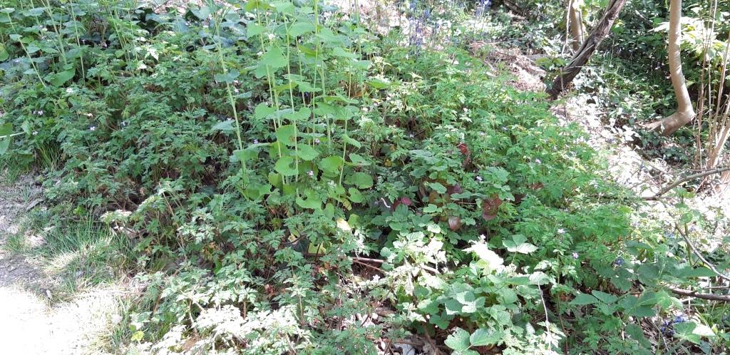 Annexe biodiversite.jpg