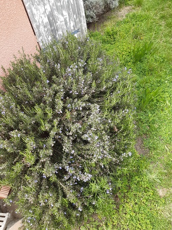 Annexe 20200416_161257.jpg