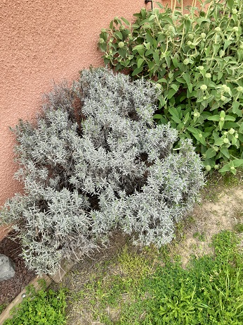 Annexe 20200416_161308.jpg