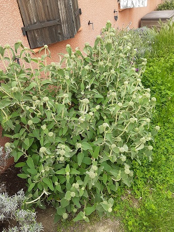 Annexe 20200416_161311.jpg